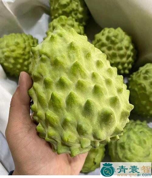 庵摩落迦果的性状性味归经以及功效用法和注意事项-青囊智