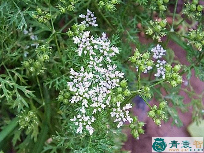 中药材延荽图片