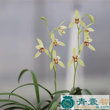 中药材建兰花图片