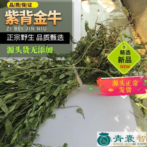 开展紫金牛的性味归经以及功效用法-青囊智