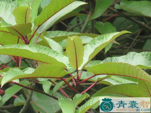中药材异叶榕图片