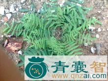 异叶米口袋的性味归经以及功效用法-青囊智