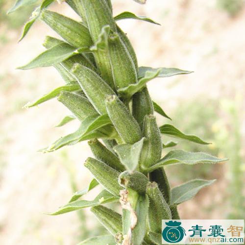 异野芝麻的性味归经以及功效用法-青囊智