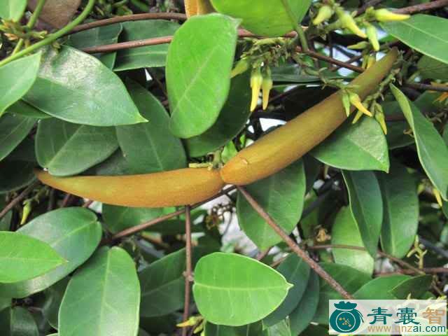 弓果藤的性味归经以及功效用法-青囊智