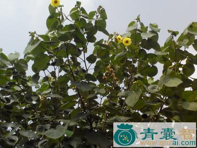 中药材弓背树图片