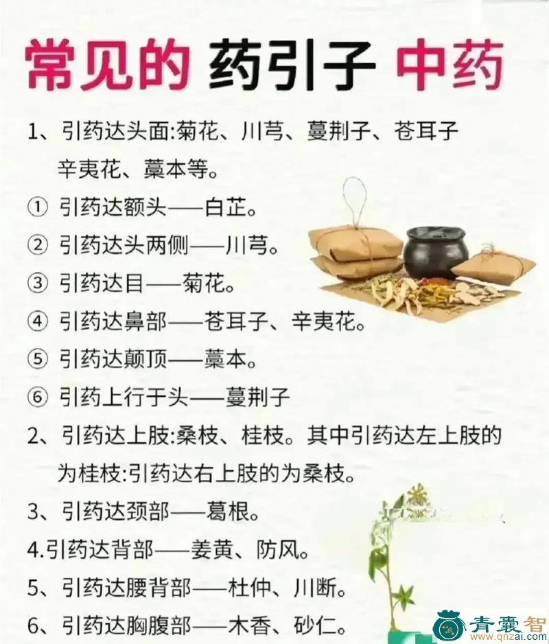 引无的性状性味归经以及功效用法和注意事项-青囊智