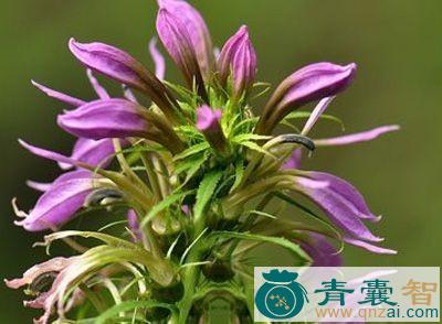 中药材强威生草图片
