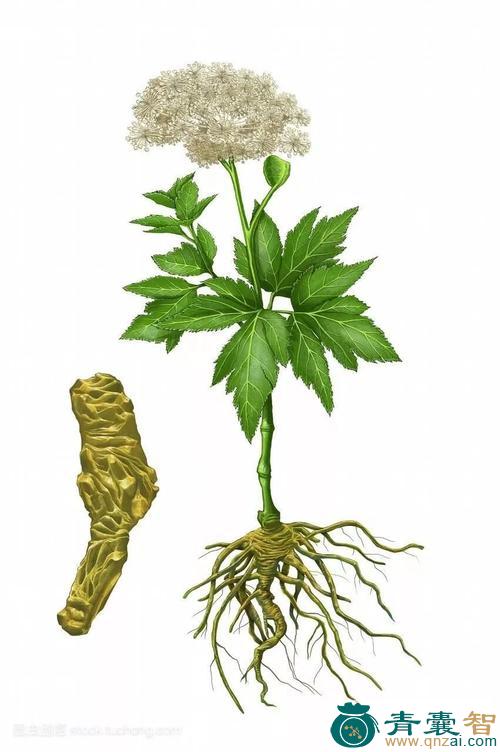 中药材归经草图片
