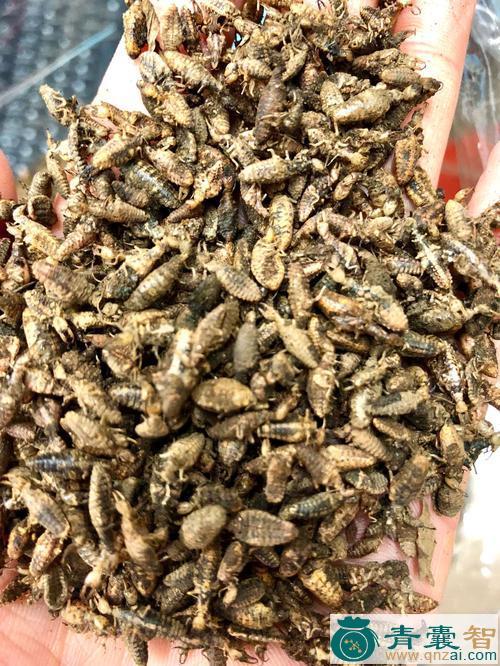 中药材彘牛图片