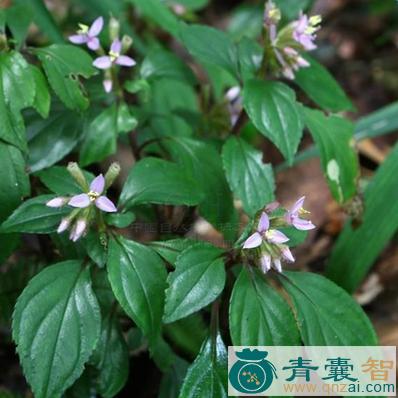 中药材彩斑桑勒草图片