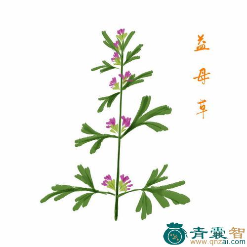 中药材彩花草图片