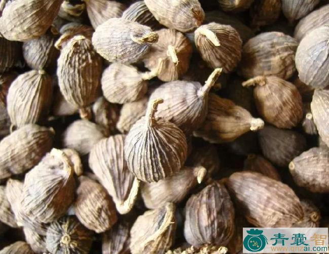 御米壳的性状性味归经以及功效用法和注意事项-青囊智