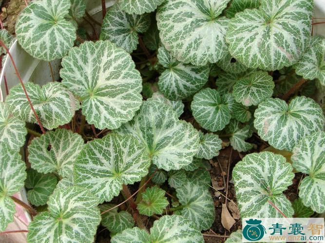 中药材心叶虎耳草图片
