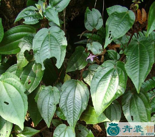 心叶野海棠的性味归经以及功效用法和注意事项-青囊智