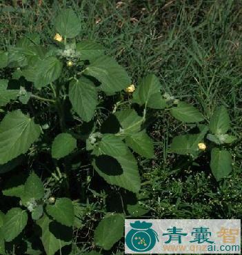心叶黄花仔的性味归经以及功效用法-青囊智