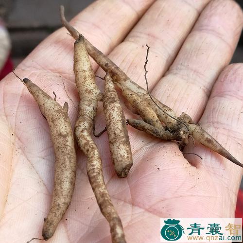 中药材心胀黄图片