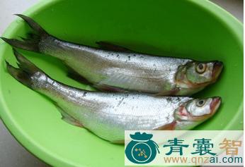 中药材快鱼图片