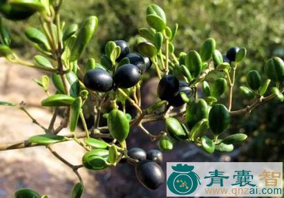 中药材念珠藤图片