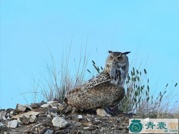中药材恨狐图片