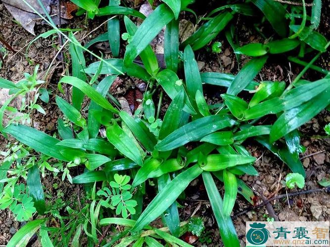 中药材恶背火草图片