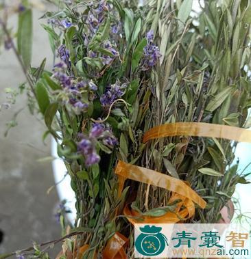 中药材惊草图片