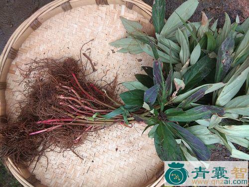 中药材惊风红图片