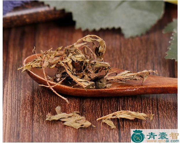 中药材惧内草图片