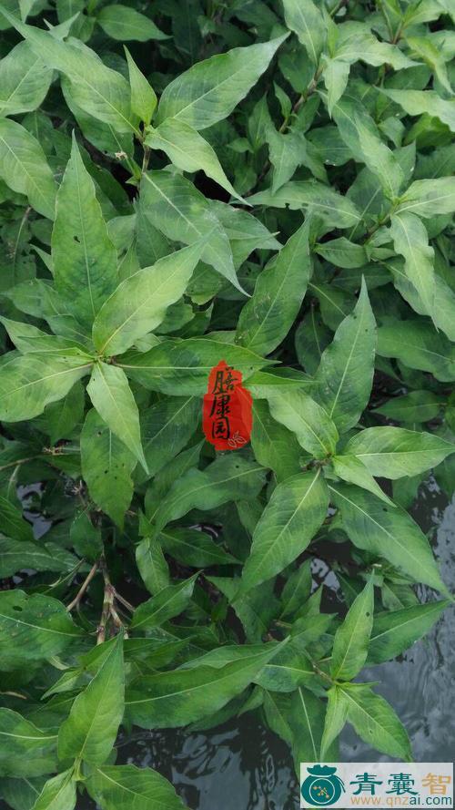 中药材惹子草图片