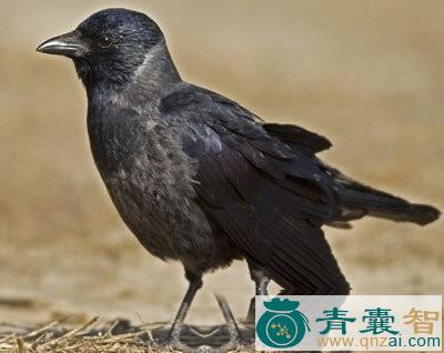 中药材慈乌胆图片