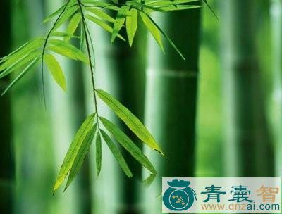 慈竹根的以及功效用法-青囊智