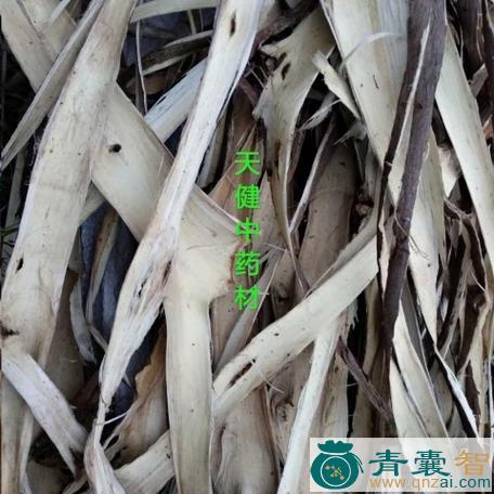 中药材戳皮树图片
