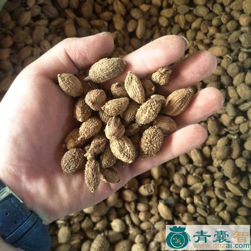 中药材戴沙图片