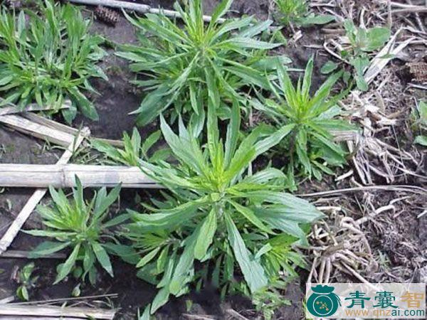 中药材戾草图片