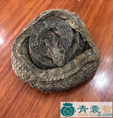 中药材扁头蛇图片