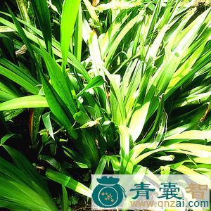 扁担叶的性味归经以及功效用法和注意事项-青囊智