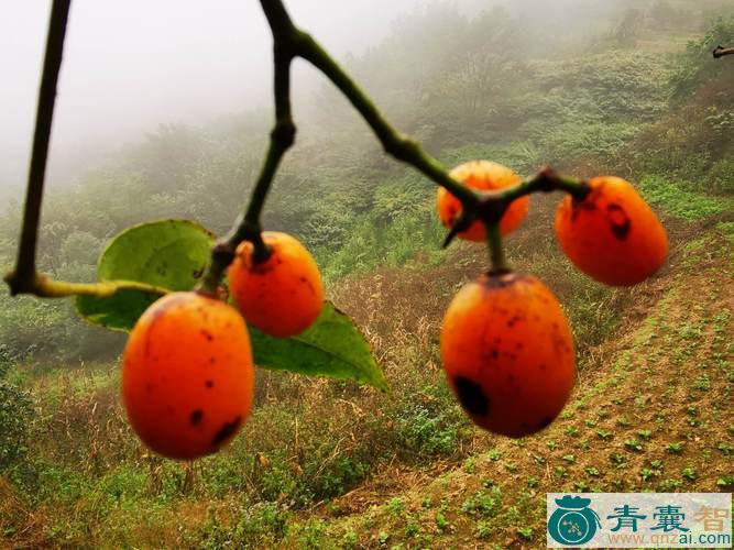 中药材扁担果子图片