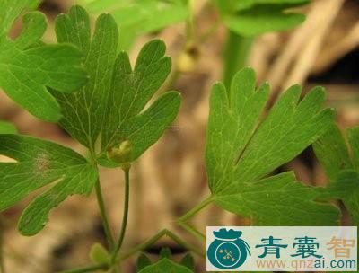 中药材扁果图片