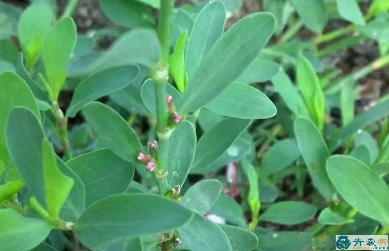 中药材扁柄草图片