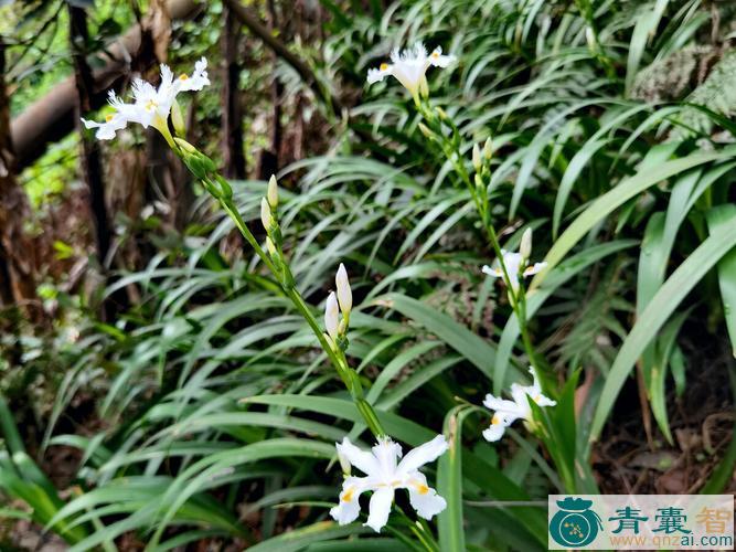 中药材扁竹花图片