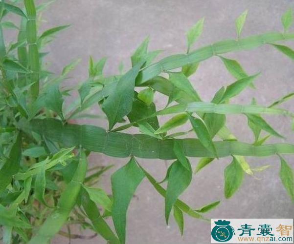 中药材扁竹蓼图片