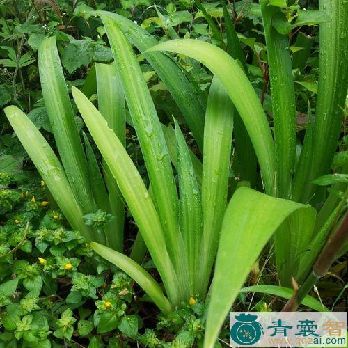 中药材扁竹鸢尾图片