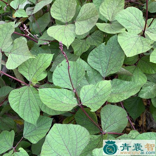 中药材扁豆叶图片