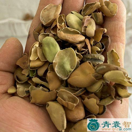 中药材扁豆壳图片