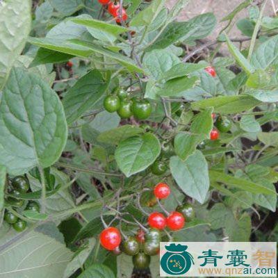 中药材手拳灵图片