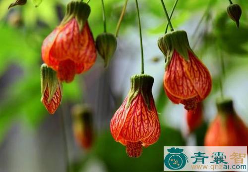 中药材扑地金钟图片
