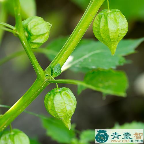 中药材打卜草图片