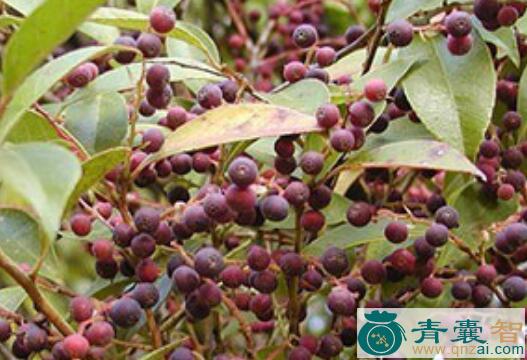 中药材打枪果图片