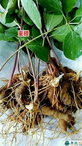打毒金的性状性味归经以及功效用法-青囊智