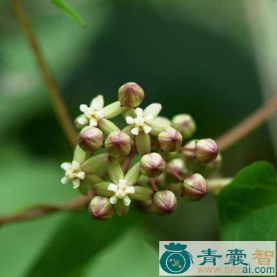 中药材托腰散图片