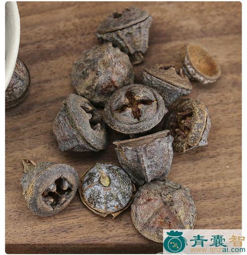 扣钮子的性味归经以及功效用法和注意事项-青囊智